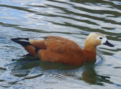 Прикрепленное изображение: 005.jpg